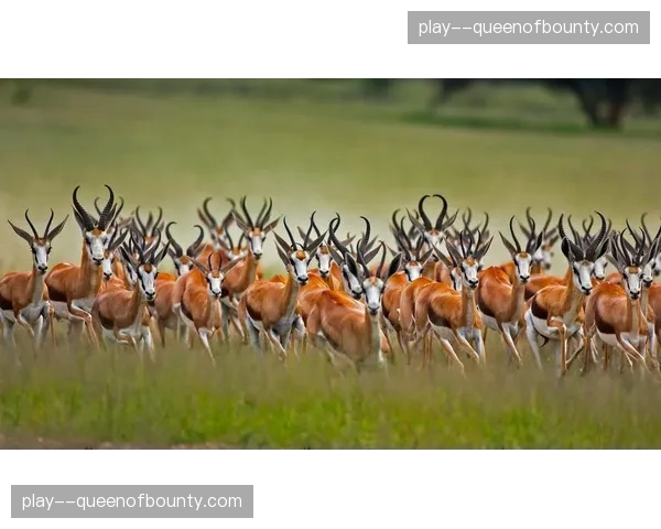 南非跳羚公布六月对阵爱尔兰系列赛的海外球员召集名单